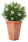 Preview: Schmaler, hoher Terracottakasten aus Impruneta – handgefertigt und frostsicher für Rosen